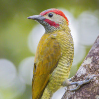 Golden-olive Woodpecker